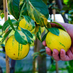 Sweeter than a regular lemon.