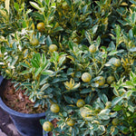 Variegated foliage on both the leaves and the fruit of this beautifully unique tree.
