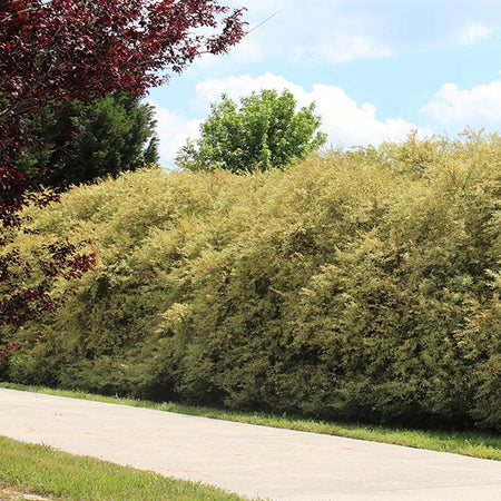 Chinese Variegated Privet Shrub