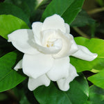 Gardenia 'Veitchii' Shrub