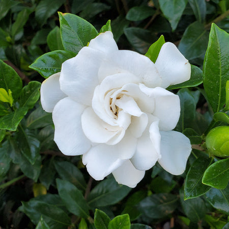 Gardenia 'Veitchii' Shrub