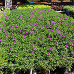 Our Verbena is overflowing in its one gallon containers.