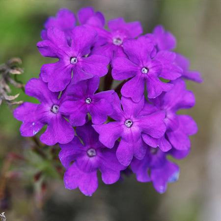 Verbena Purple Homestead