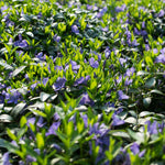 Periwinkle Plant
