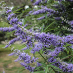 Vitex Chaste Tree