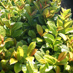 Volcano Cherry Laurel