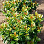 Volcano Cherry Laurel