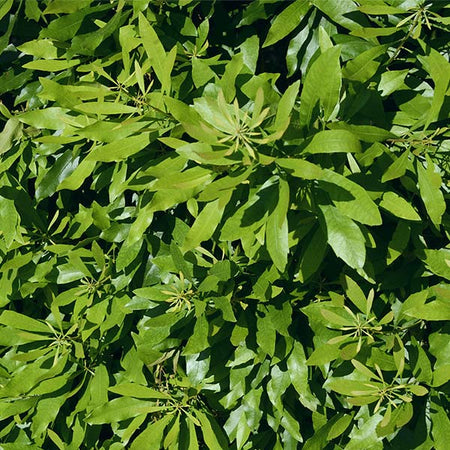 Wax Myrtle Shrub