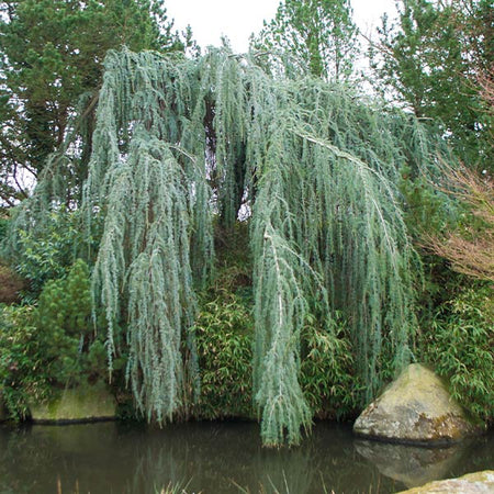 Weeping Blue Atlas Cedar Tree