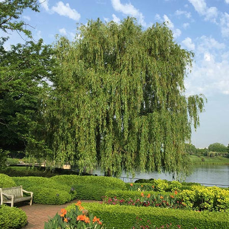 Weeping Willow Tree