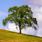 Coast Live Oak is an extremely long lived tree.