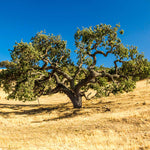 California native Coast Live Oak can get wider than it is tall.