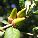 West Coast Live Oak Tree