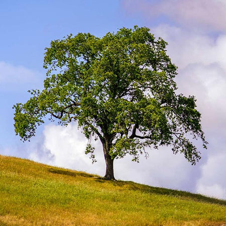 West Coast Live Oak Tree