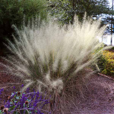 White Cloud Muhly Grass