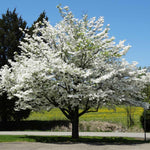 The classic American White Dogwood tree blooms in early spring.