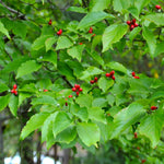 Berries emerge in summer.