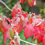 Fall foliage is red.