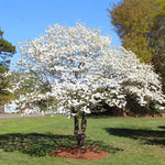 The classic American White Dogwood tree blooms in early spring.