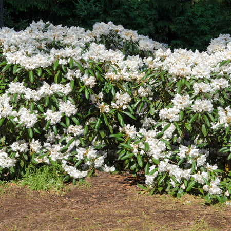 White Rhododendron Shrub