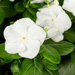 White Vinca