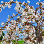 Bright white blooms drape gracefully on long weeping branches in spring.