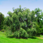 Even when the flowers drop, lush leaves maintain the weeping beauty of this tree.