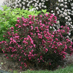 Courtesy of Proven Winners - www.provenwinners.com