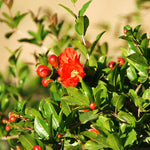 Wonderful Pomegranate Tree