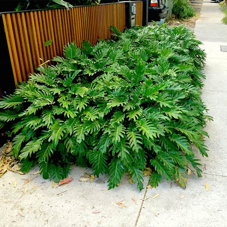 Xanadu Philodendron (Winterbourn) Plant