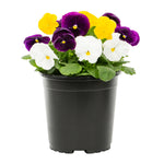 Fall Pansies