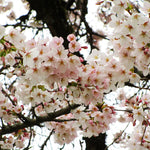 White blossoms that can have a touch of pink.