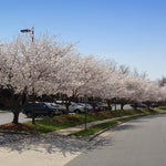 Yoshino Cherry Tree