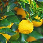 Yuzu is a cross between a wild citrus and a sour mandarin.