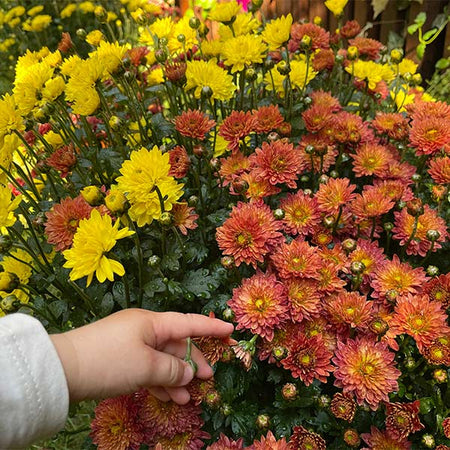 Multi-Color Mums (Chrysanthemums)