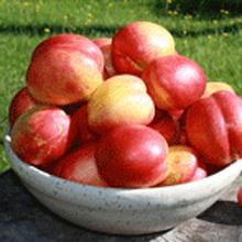 Surecrop Nectarine Tree