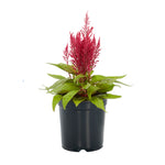 Dragon's Breath® Celosia