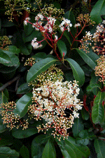 Fraser Photinia Tree