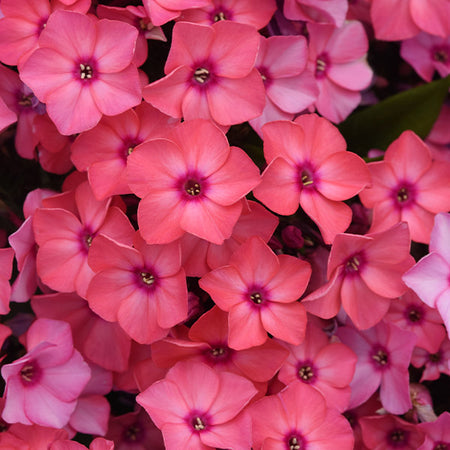 Super Ka-Pow™ Coral Phlox