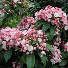 Olympic Fire Mountain Laurel Shrub