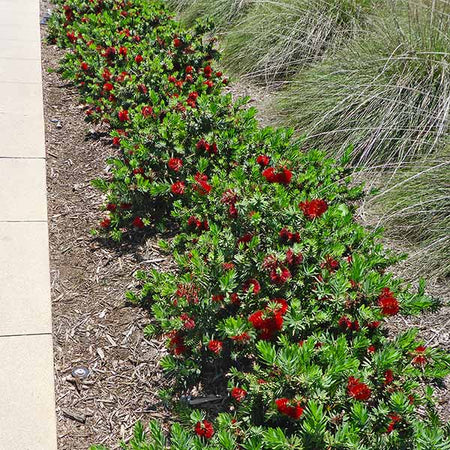 Little John Dwarf Bottlebrush