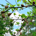 Mamey Fruit Tree (Sapote)