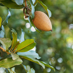 Mamey Fruit Tree (Sapote)