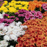 Fall Mums (Chrysanthemum)