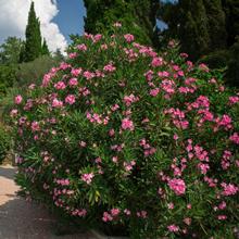 Pink Oleander Shrub