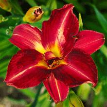 Pardon Me Daylily
