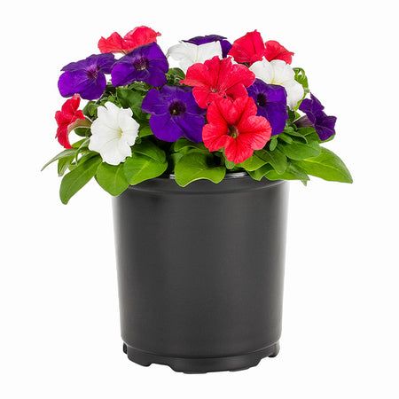 Red, White, and Blue Petunias