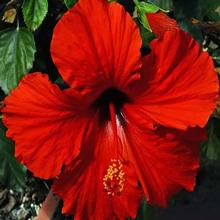 President's Red Hibiscus Shrub