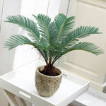 Sago Palm Tree