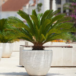 Sago Palm Tree